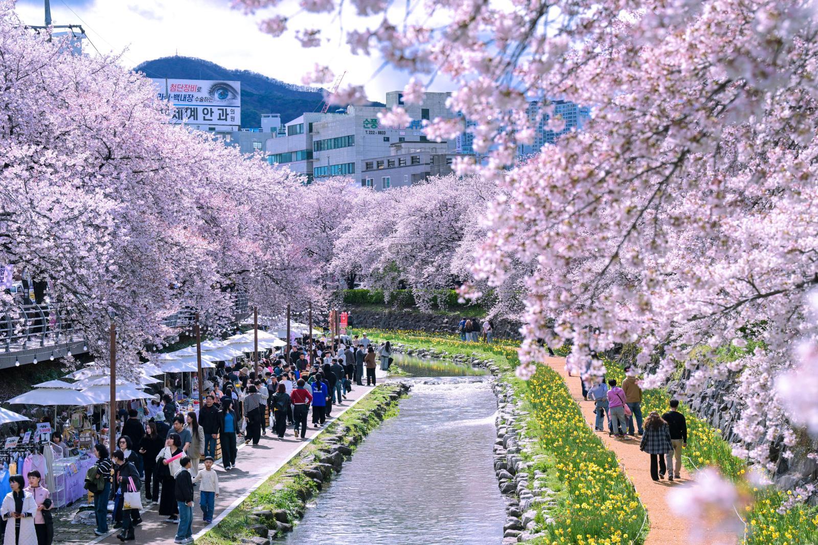 궁거랑 벚꽃길 (궁거랑 벚꽃 한마당) 의 사진