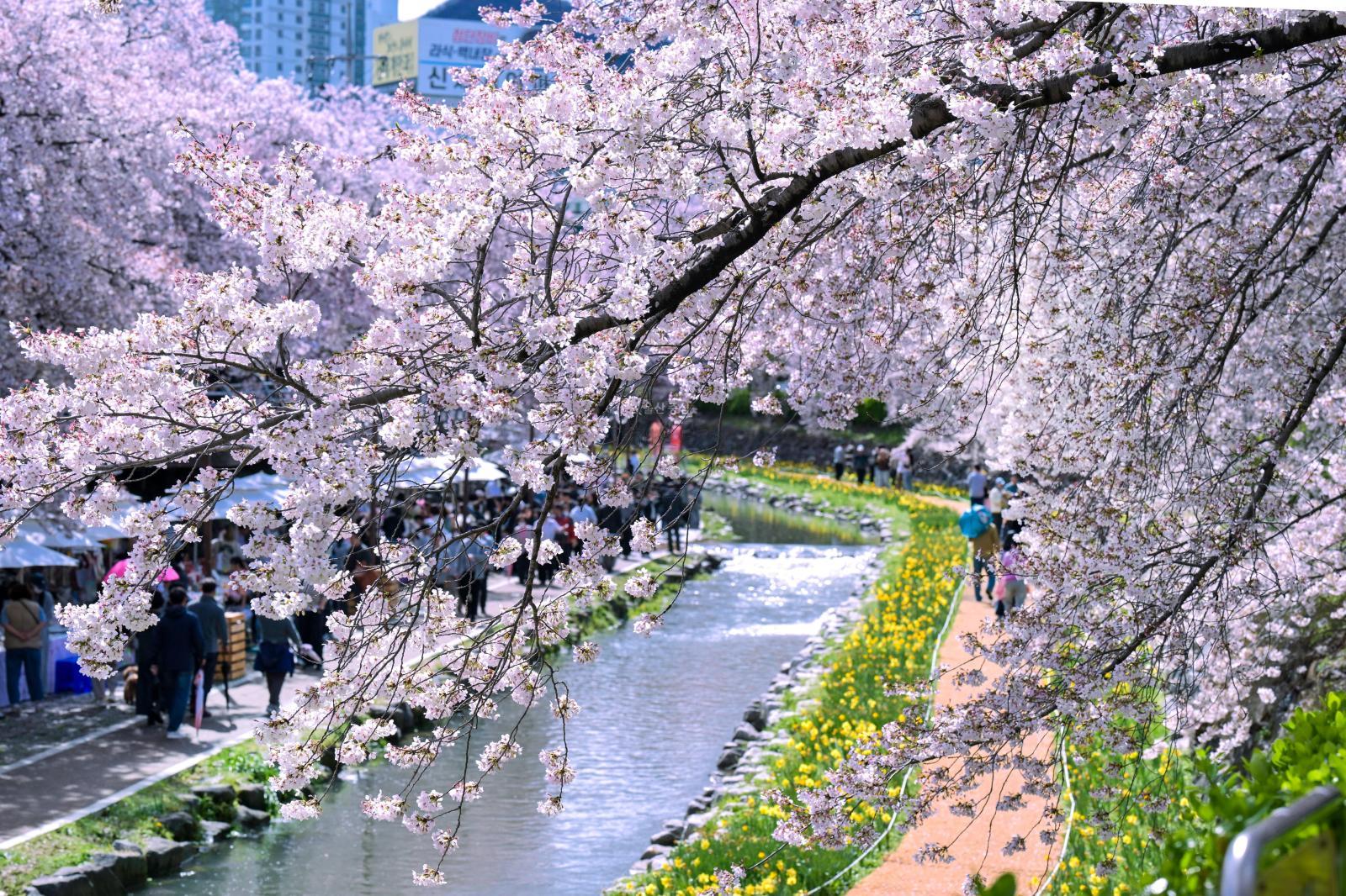 궁거랑 벚꽃길 (궁거랑 벚꽃 한마당) 의 사진