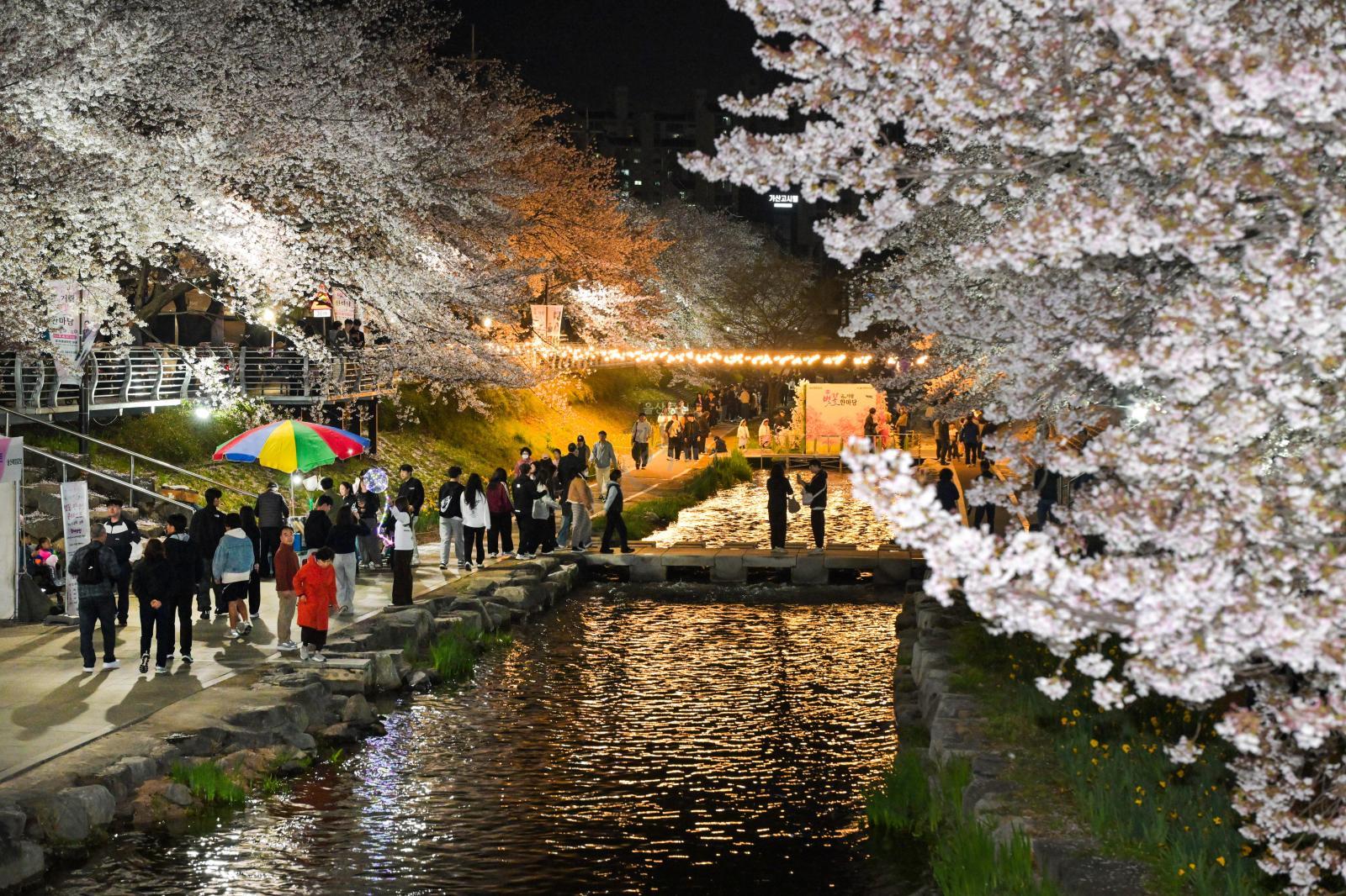 궁거랑 벚꽃길 (궁거랑 벚꽃 한마당) 의 사진