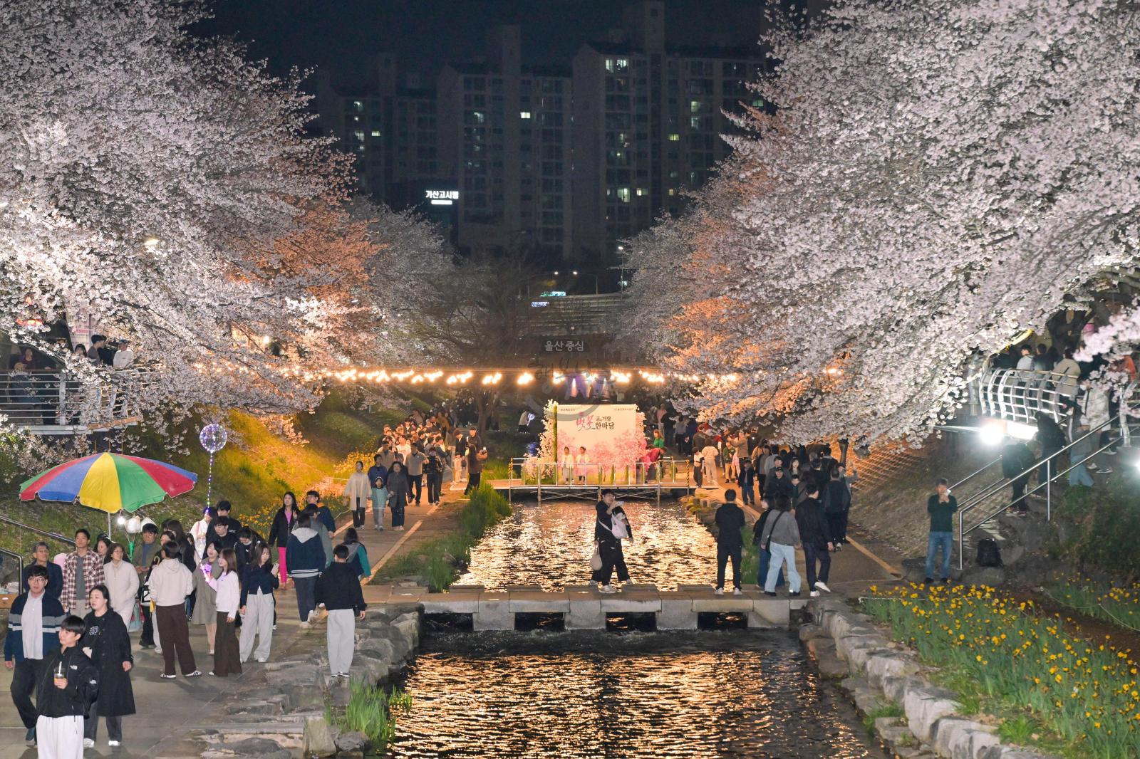 궁거랑 벚꽃길 (궁거랑 벚꽃 한마당) 의 사진