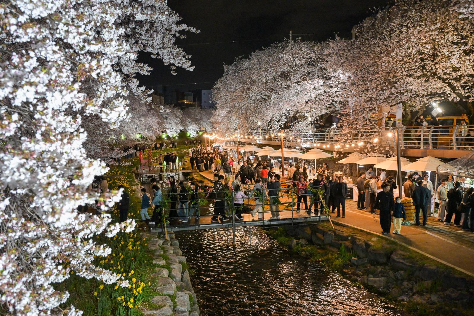 궁거랑 벚꽃길 (궁거랑 벚꽃 한마당) 의 사진