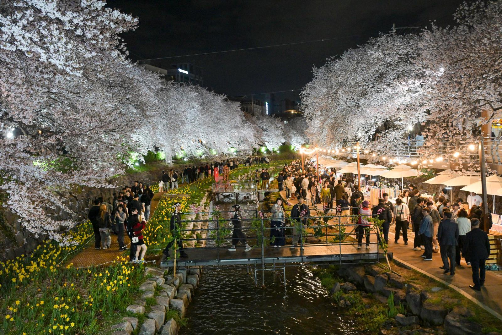 궁거랑 벚꽃길 (궁거랑 벚꽃 한마당) 의 사진