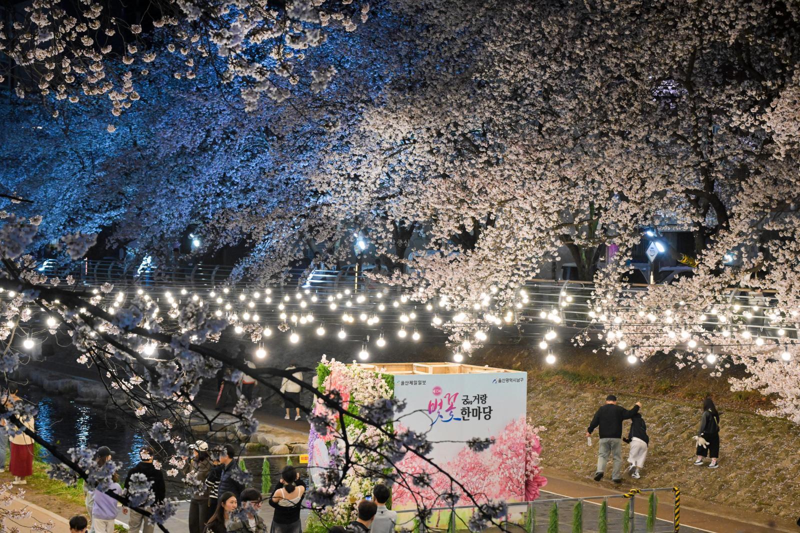 궁거랑 벚꽃길 (궁거랑 벚꽃 한마당) 의 사진