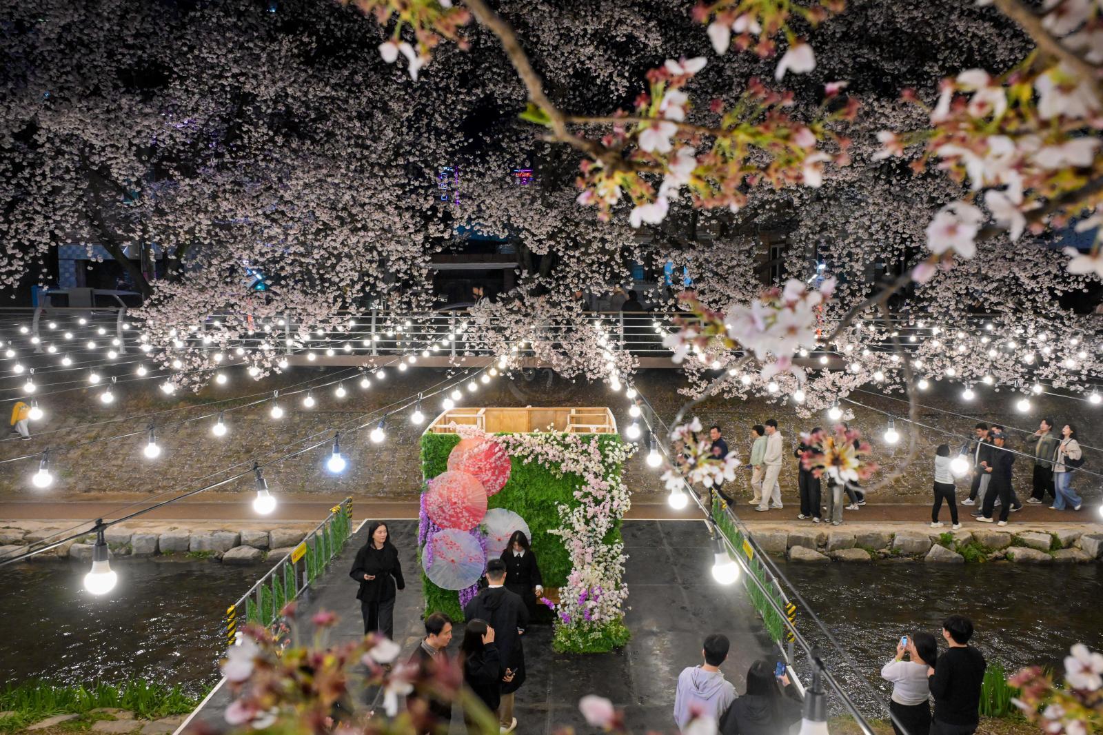 궁거랑 벚꽃길 (궁거랑 벚꽃 한마당) 의 사진