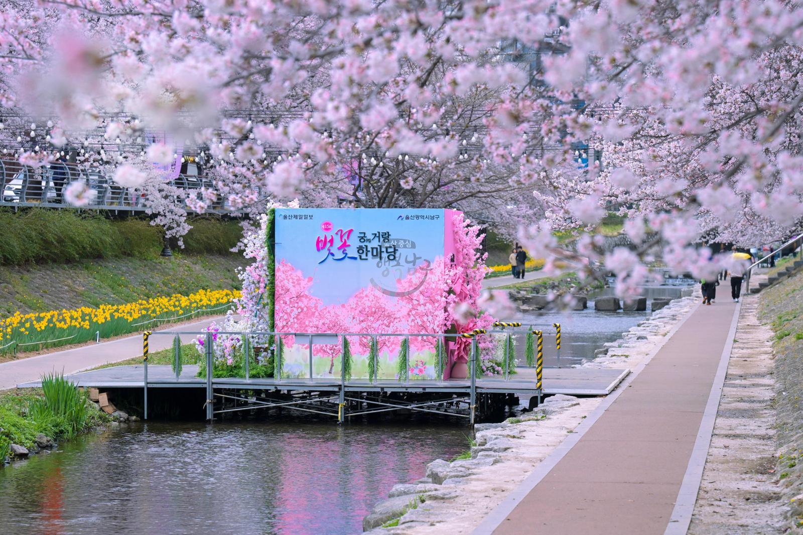 궁거랑 벚꽃길 (궁거랑 벚꽃 한마당) 의 사진