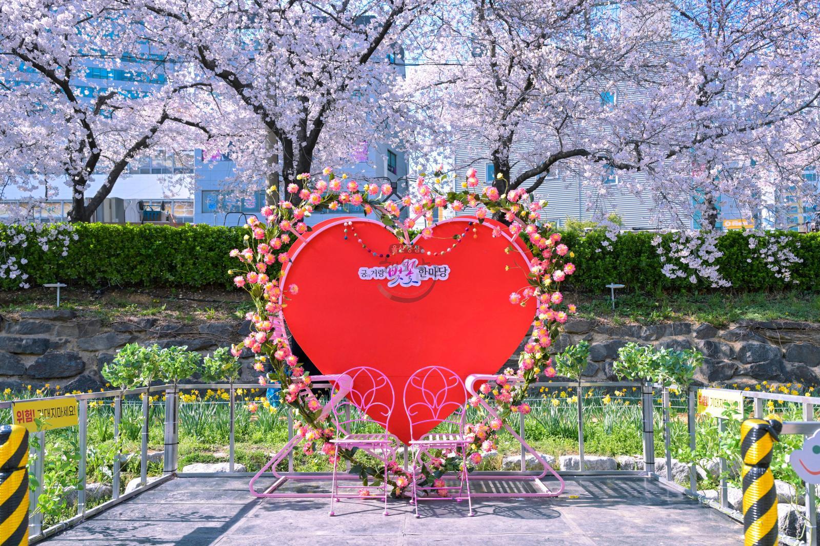 궁거랑 벚꽃길 (궁거랑 벚꽃 한마당) 의 사진