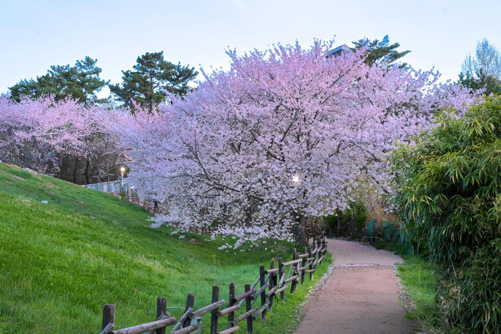 선암호수공원 벚꽃 풍경 - 울남9경 의 사진