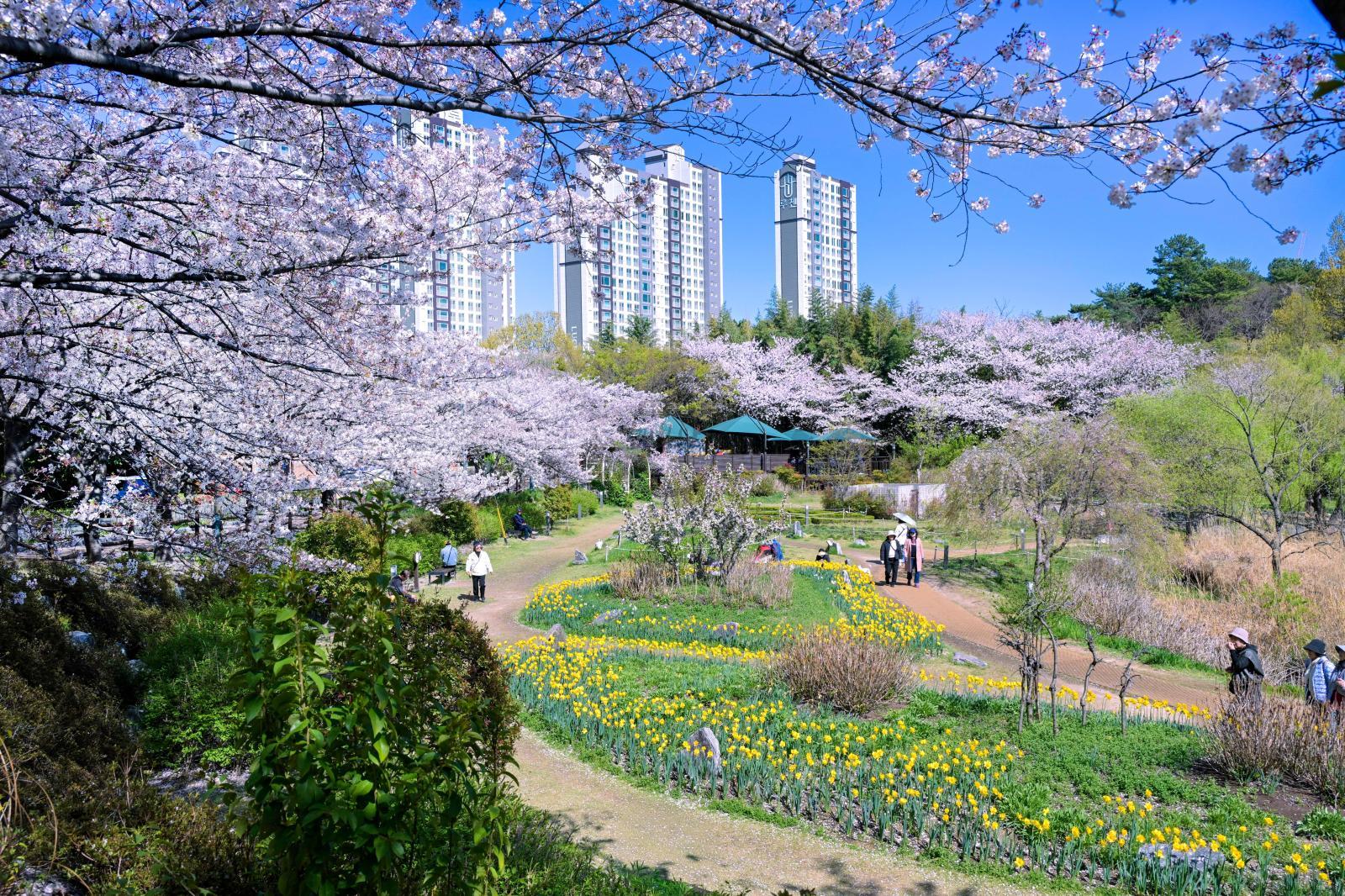 선암호수공원 벚꽃 풍경 - 울남9경 의 사진