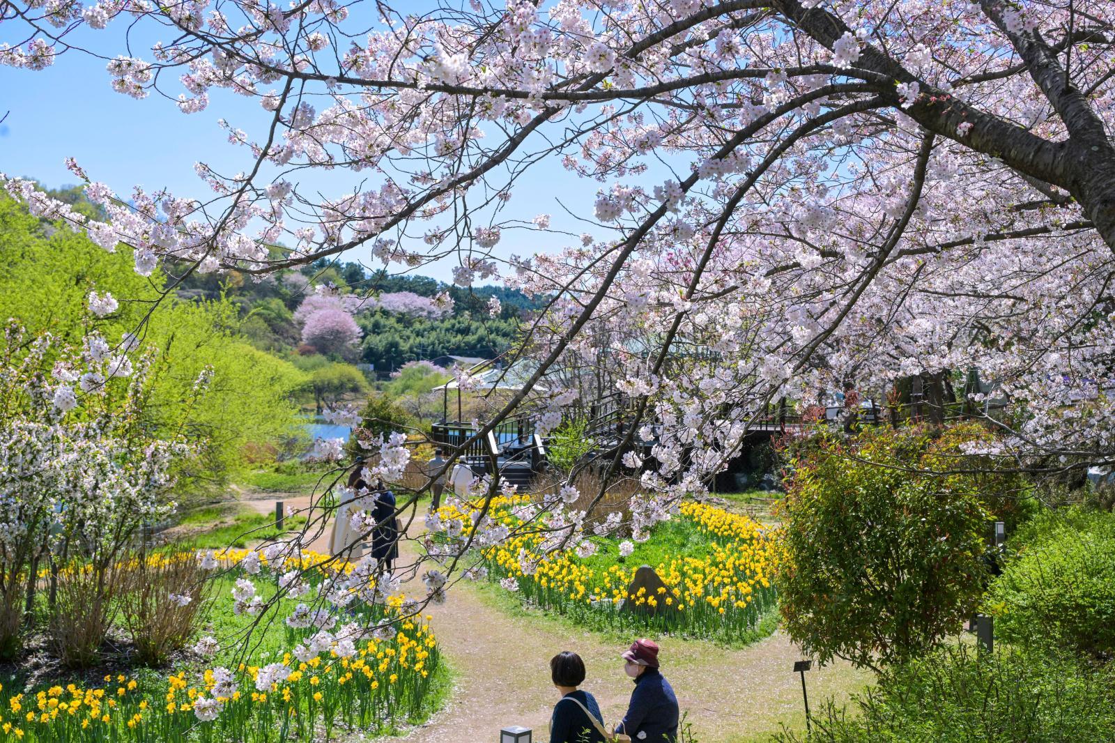 선암호수공원 벚꽃 풍경 - 울남9경 의 사진