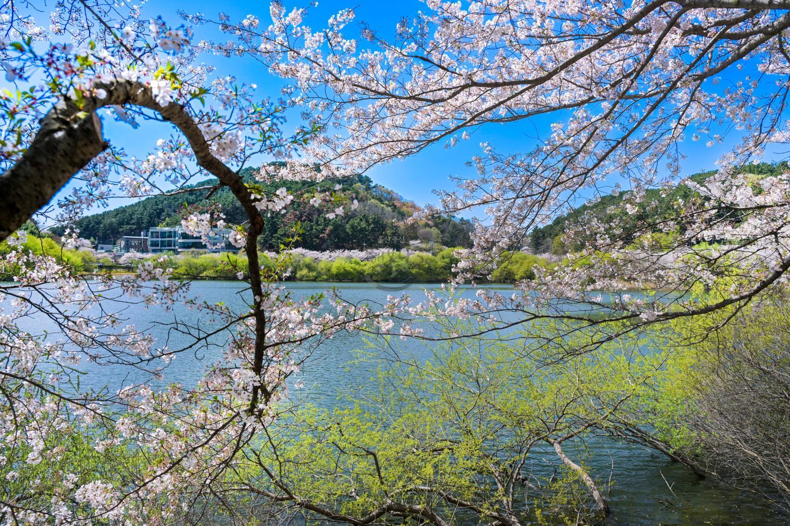 선암호수공원 벚꽃 풍경 - 울남9경 의 사진