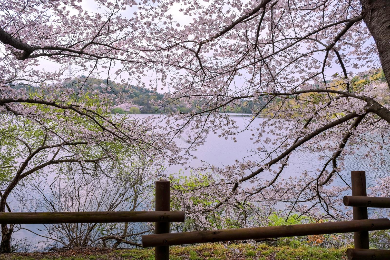 선암호수공원 벚꽃 풍경 - 울남9경 의 사진