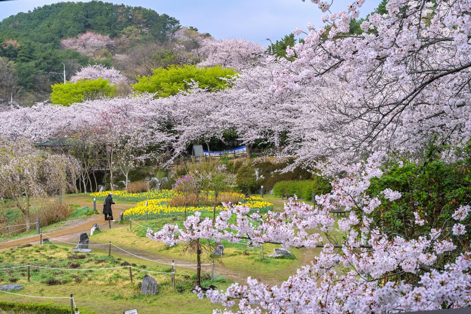 선암호수공원 벚꽃 풍경 - 울남9경 의 사진
