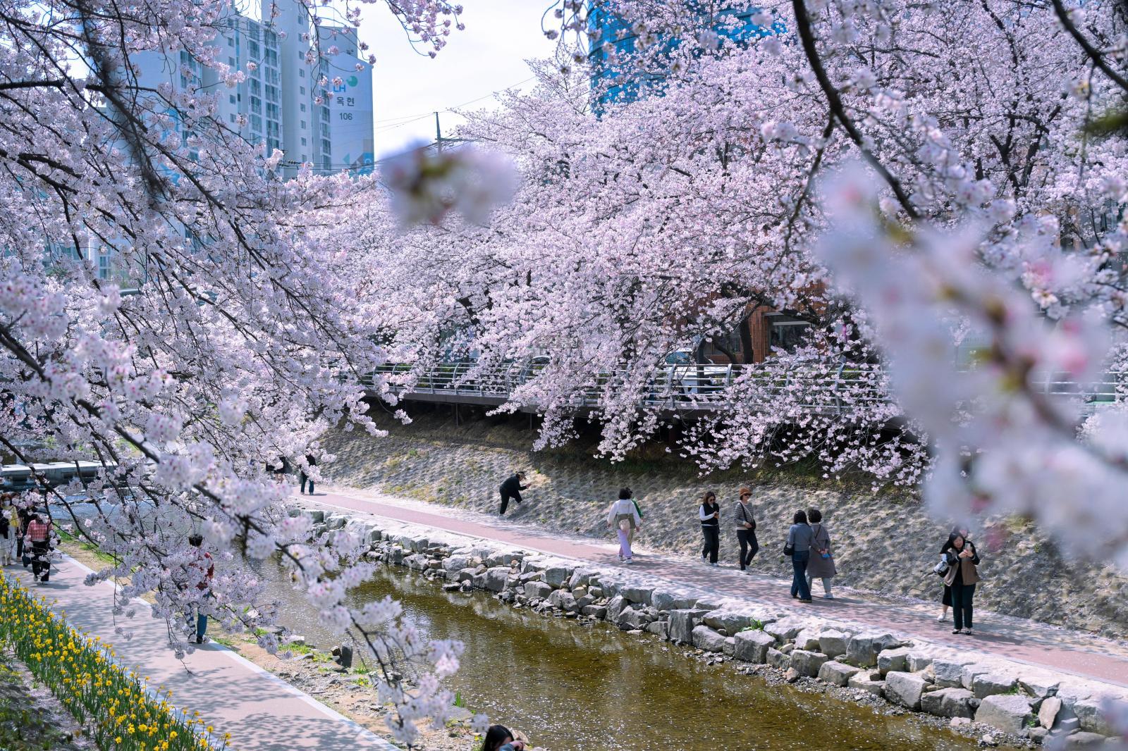 궁거랑 벚꽃길 (궁거랑 벚꽃 한마당)2 의 사진