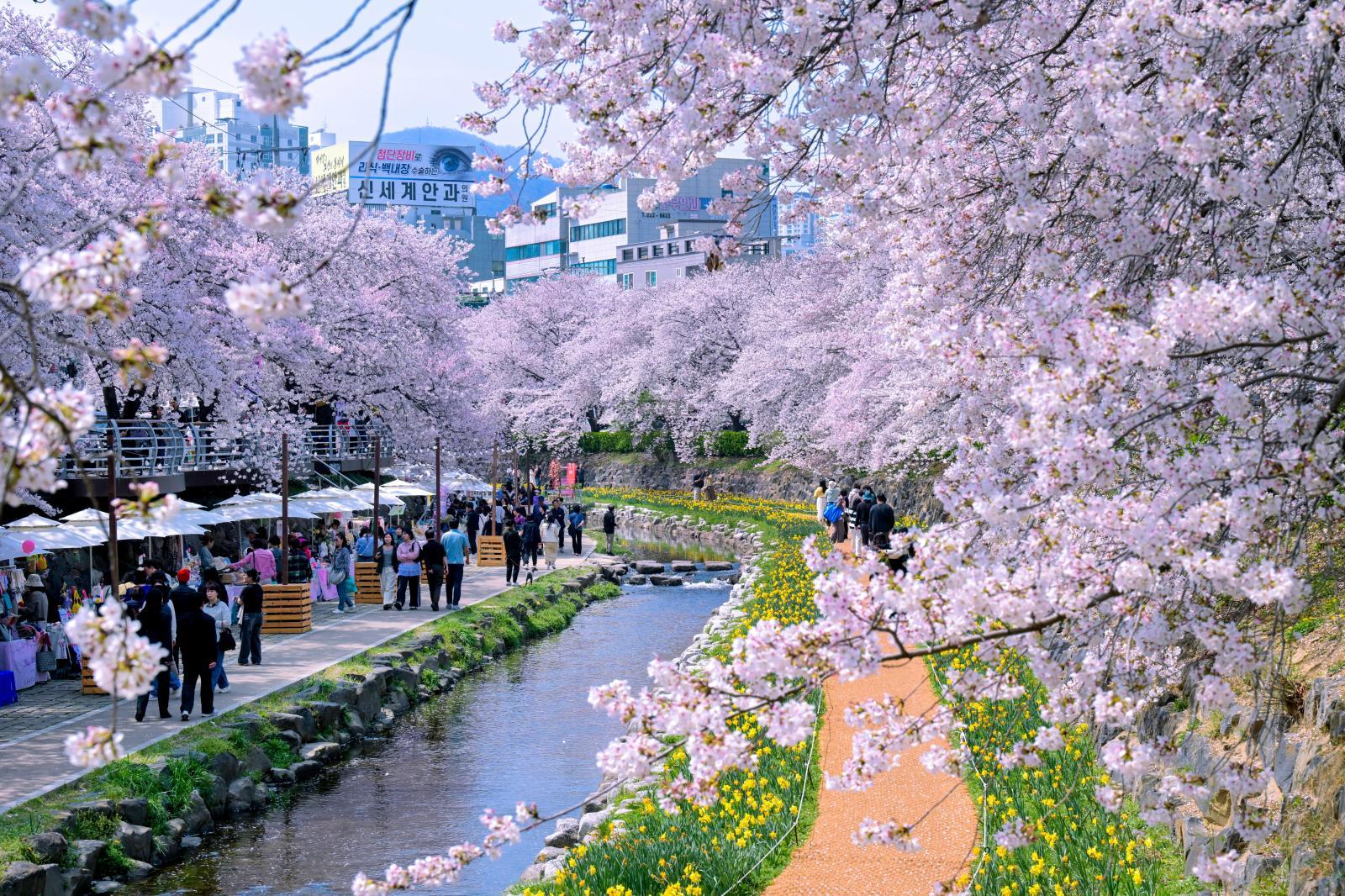 궁거랑 벚꽃길 (궁거랑 벚꽃 한마당)2 의 사진