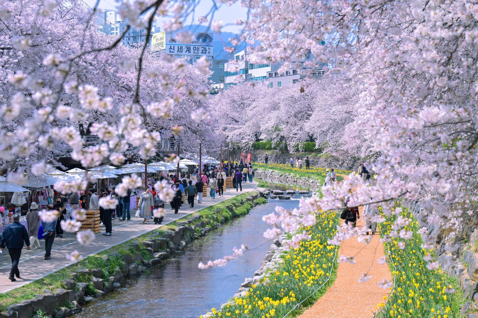 궁거랑 벚꽃길 (궁거랑 벚꽃 한마당)2 의 사진
