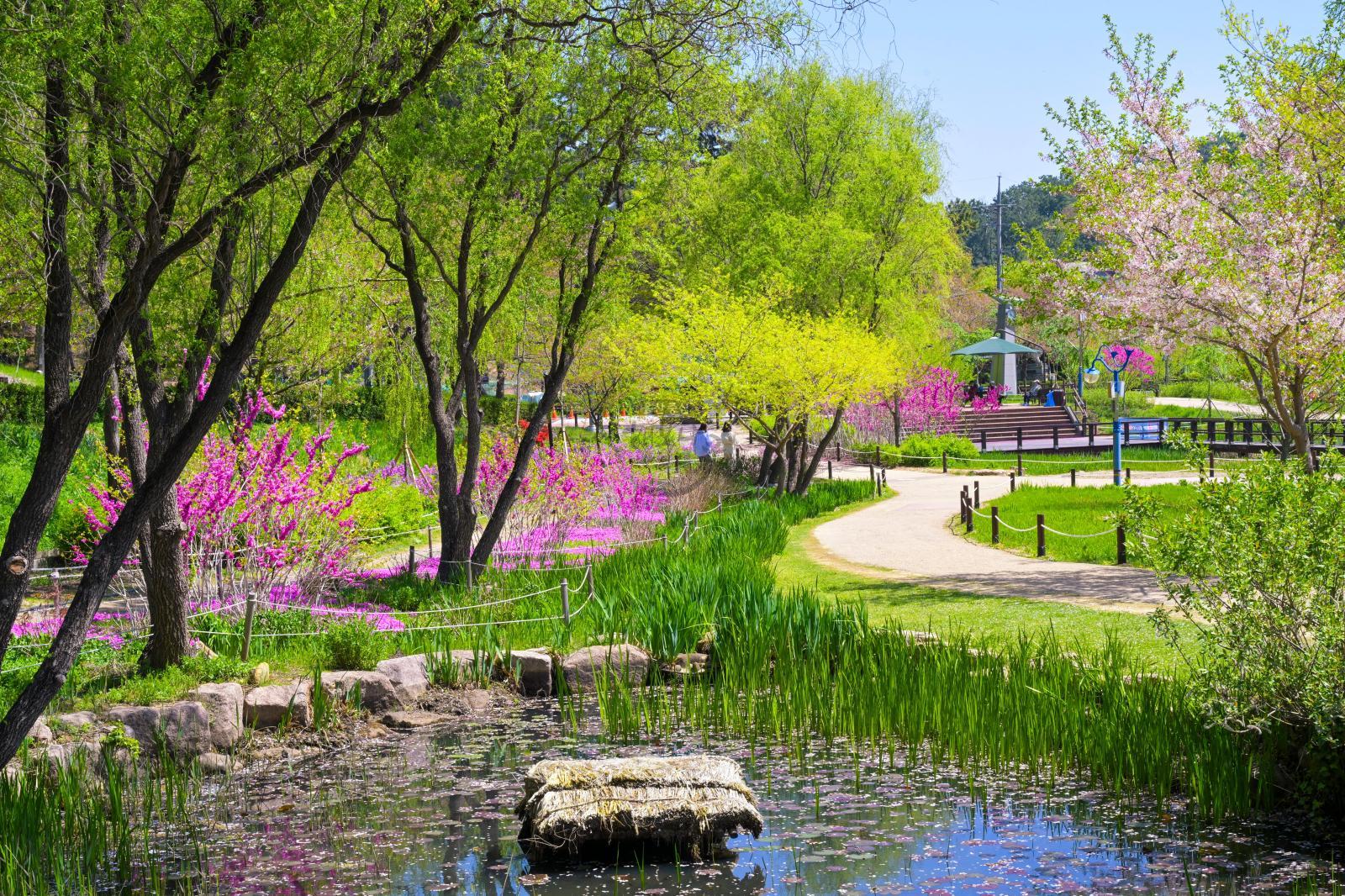 선암호수공원 산책로 봄풍경 의 사진