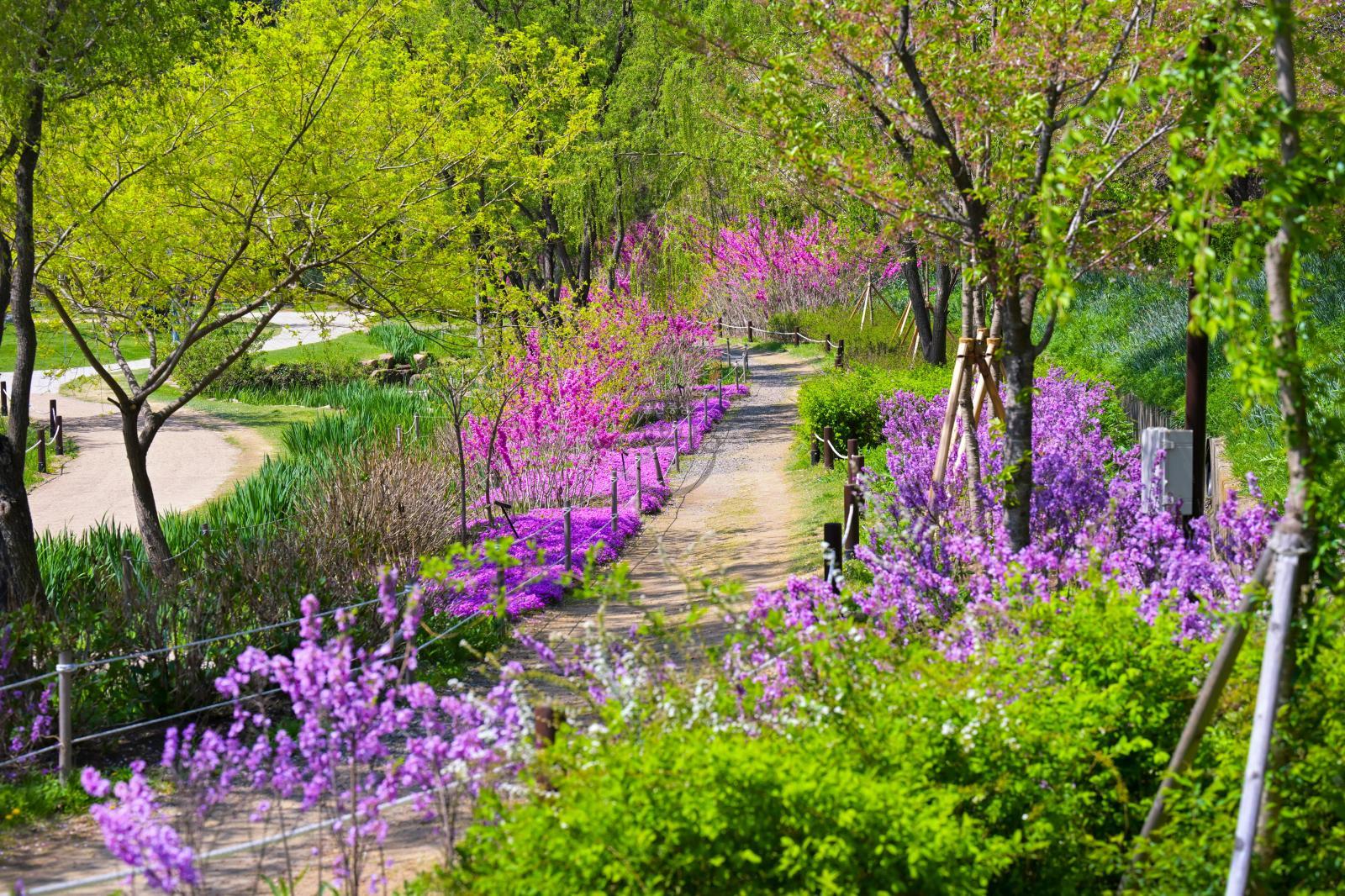 선암호수공원 산책로 봄풍경 의 사진