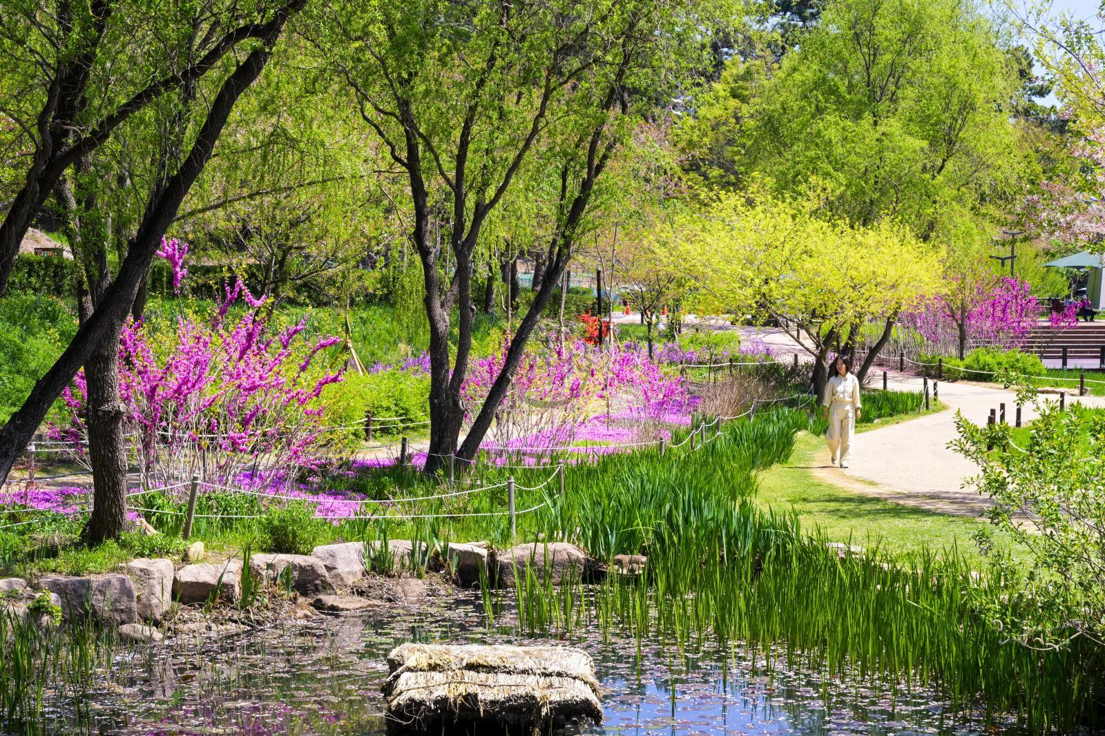 선암호수공원 산책로 봄풍경 의 사진