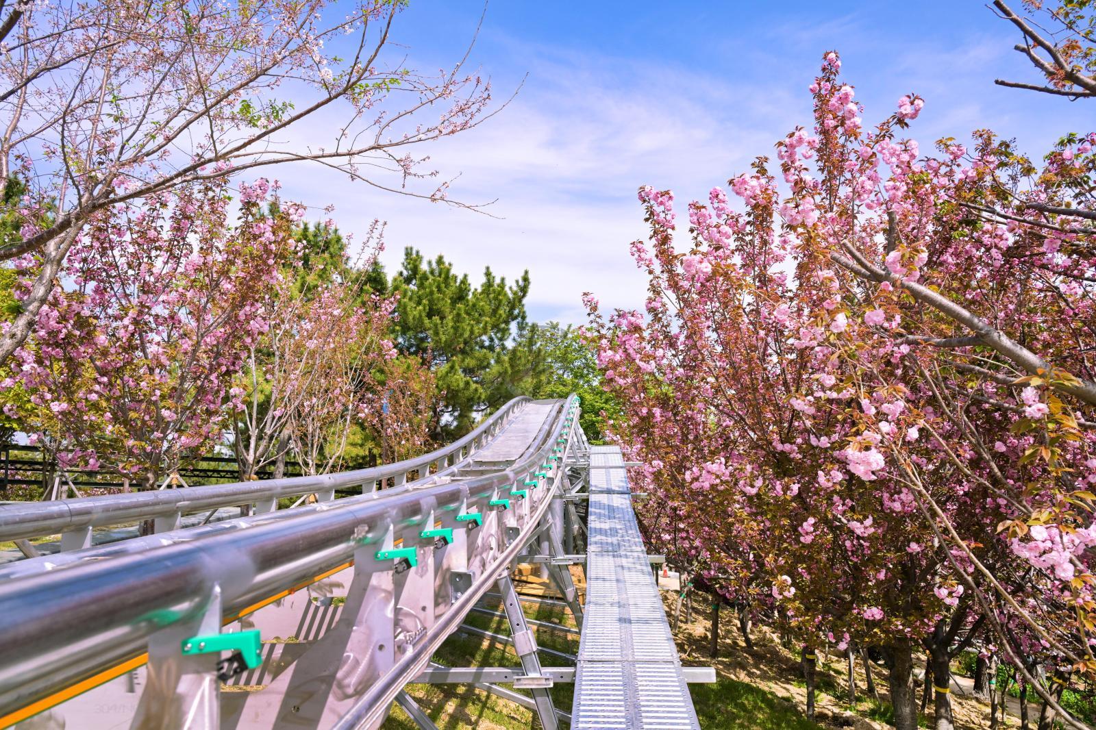 장생포고래문화마을 겹벚꽃 의 사진