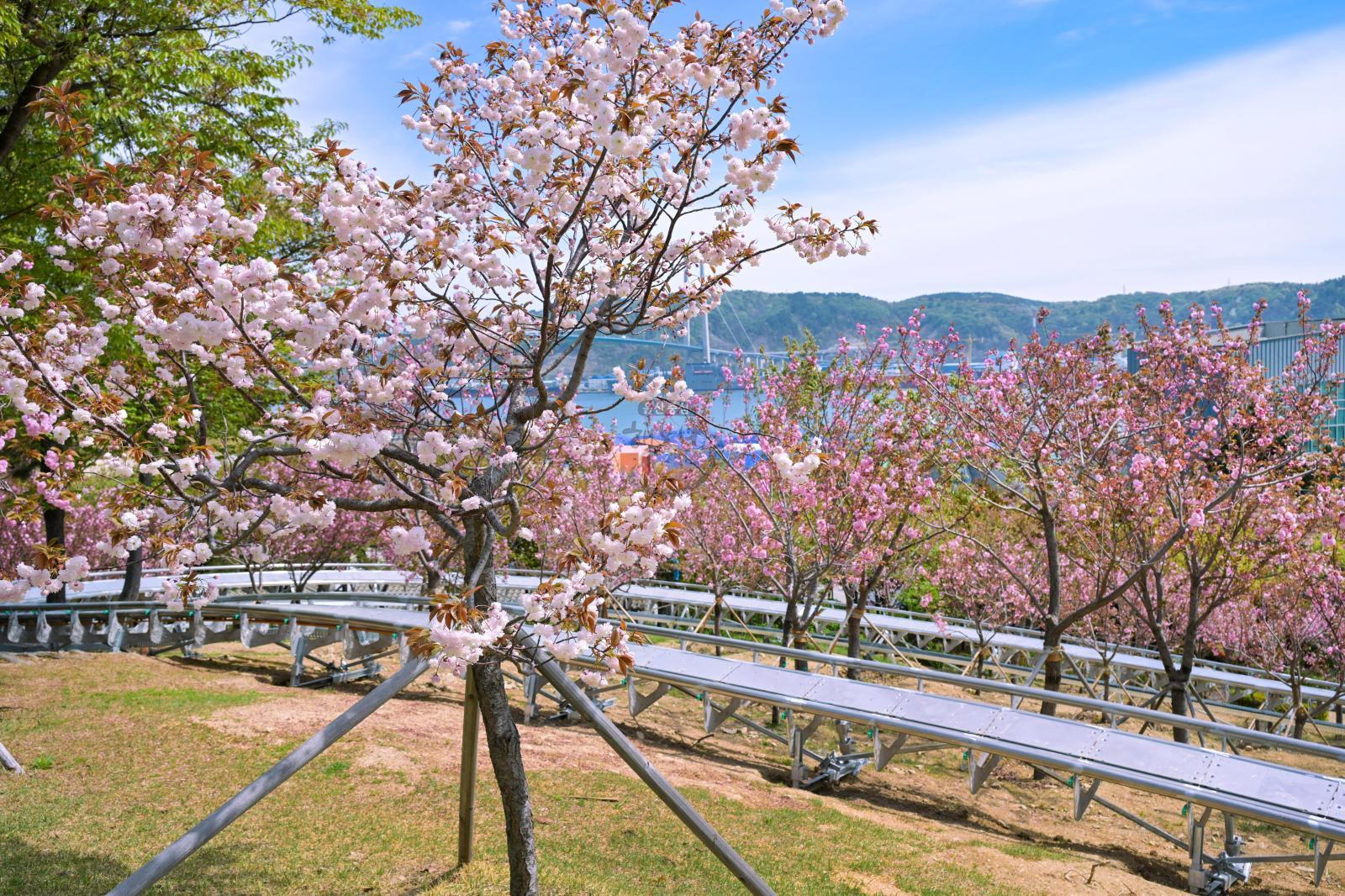 장생포고래문화마을 겹벚꽃 의 사진