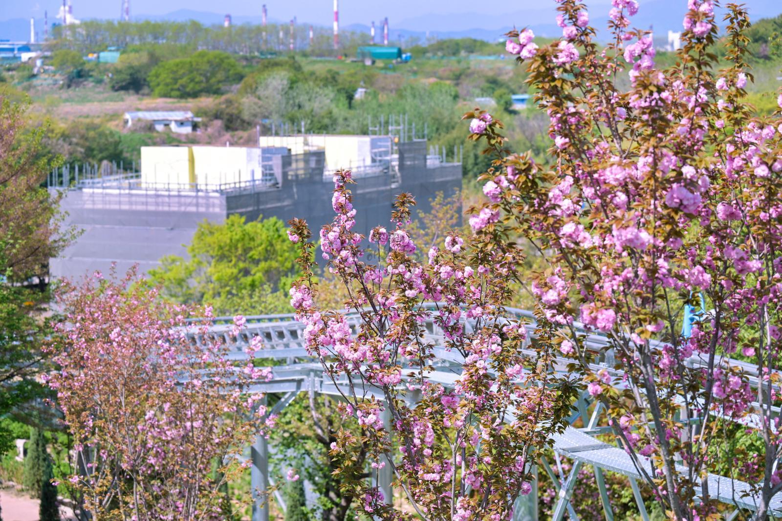 장생포고래문화마을 겹벚꽃 의 사진