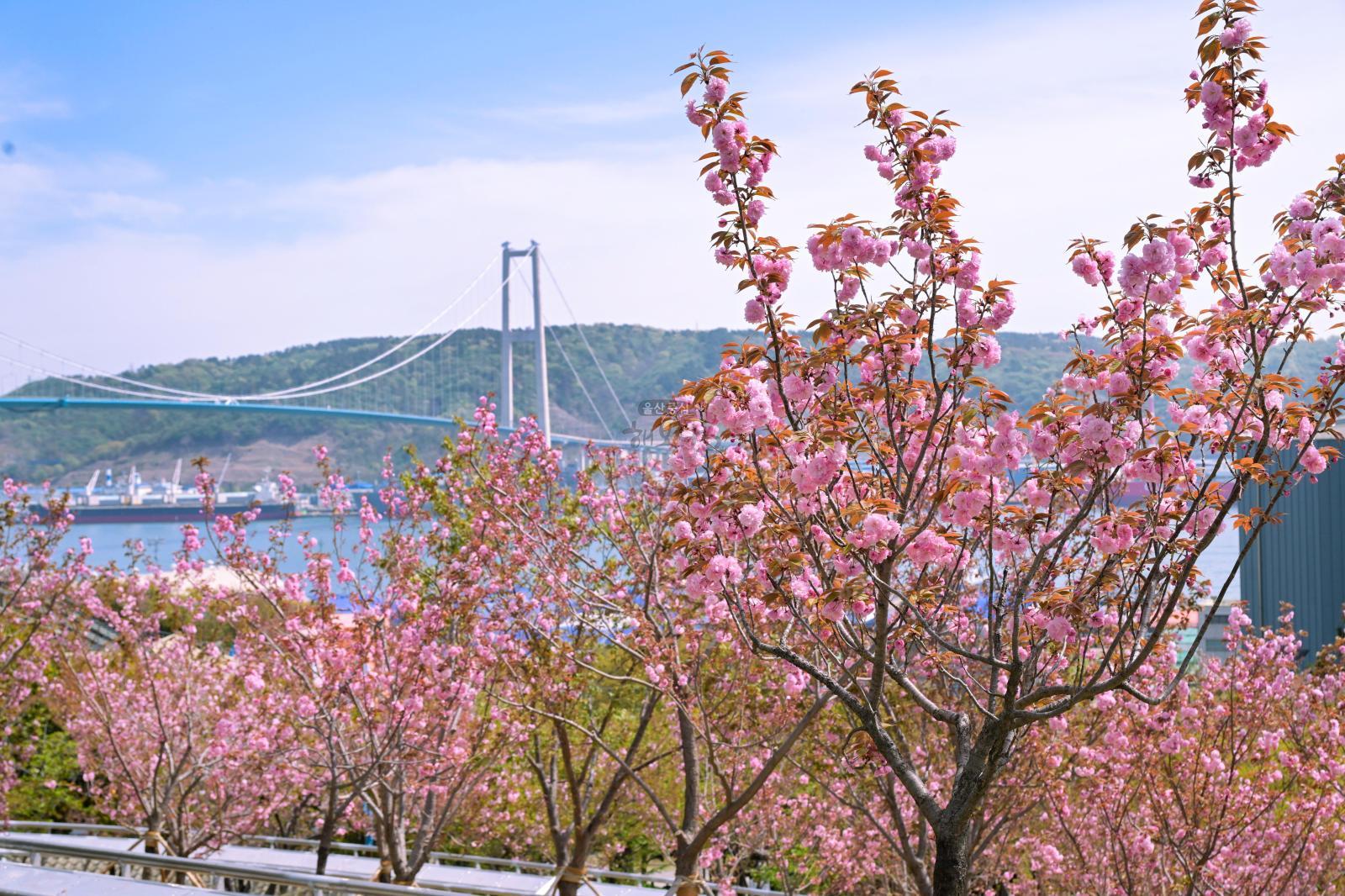 장생포고래문화마을 겹벚꽃 의 사진