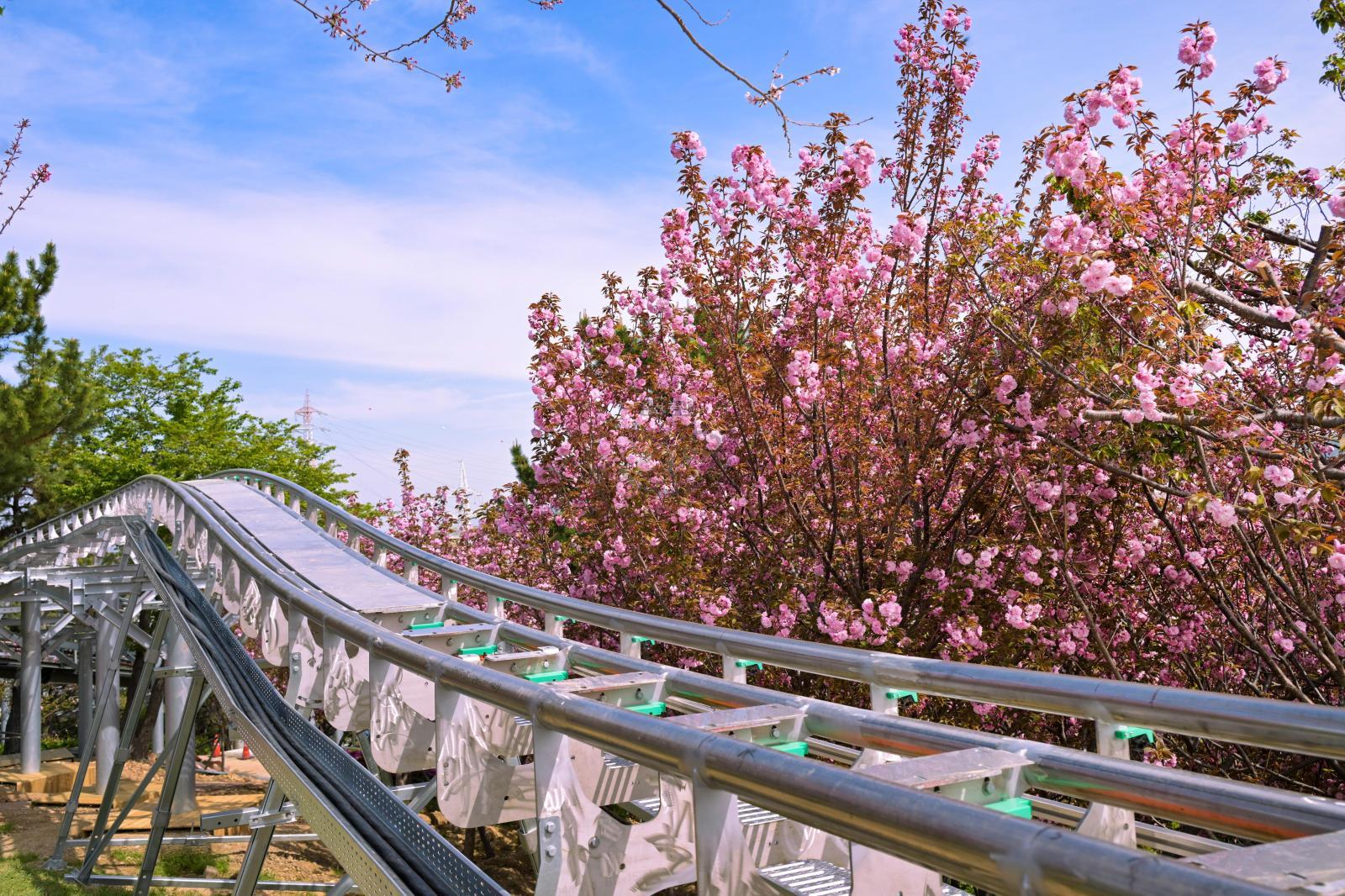 장생포고래문화마을 겹벚꽃 의 사진