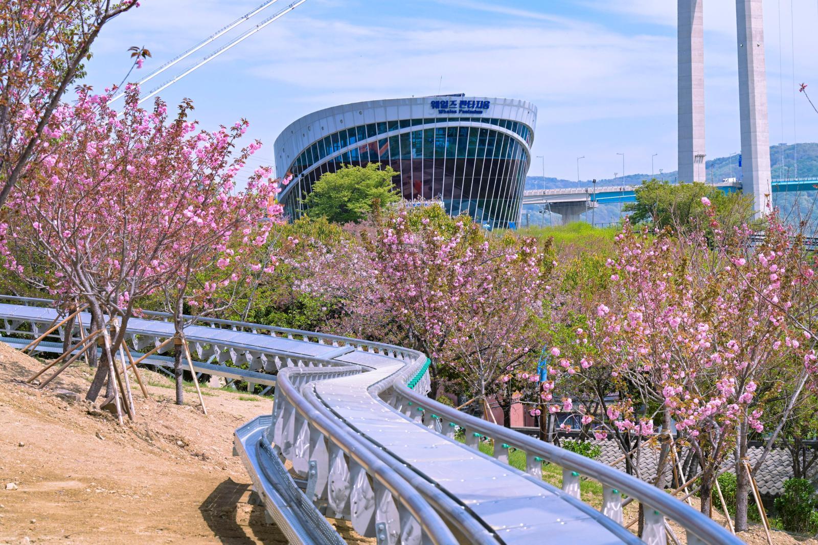 장생포고래문화마을 겹벚꽃 의 사진