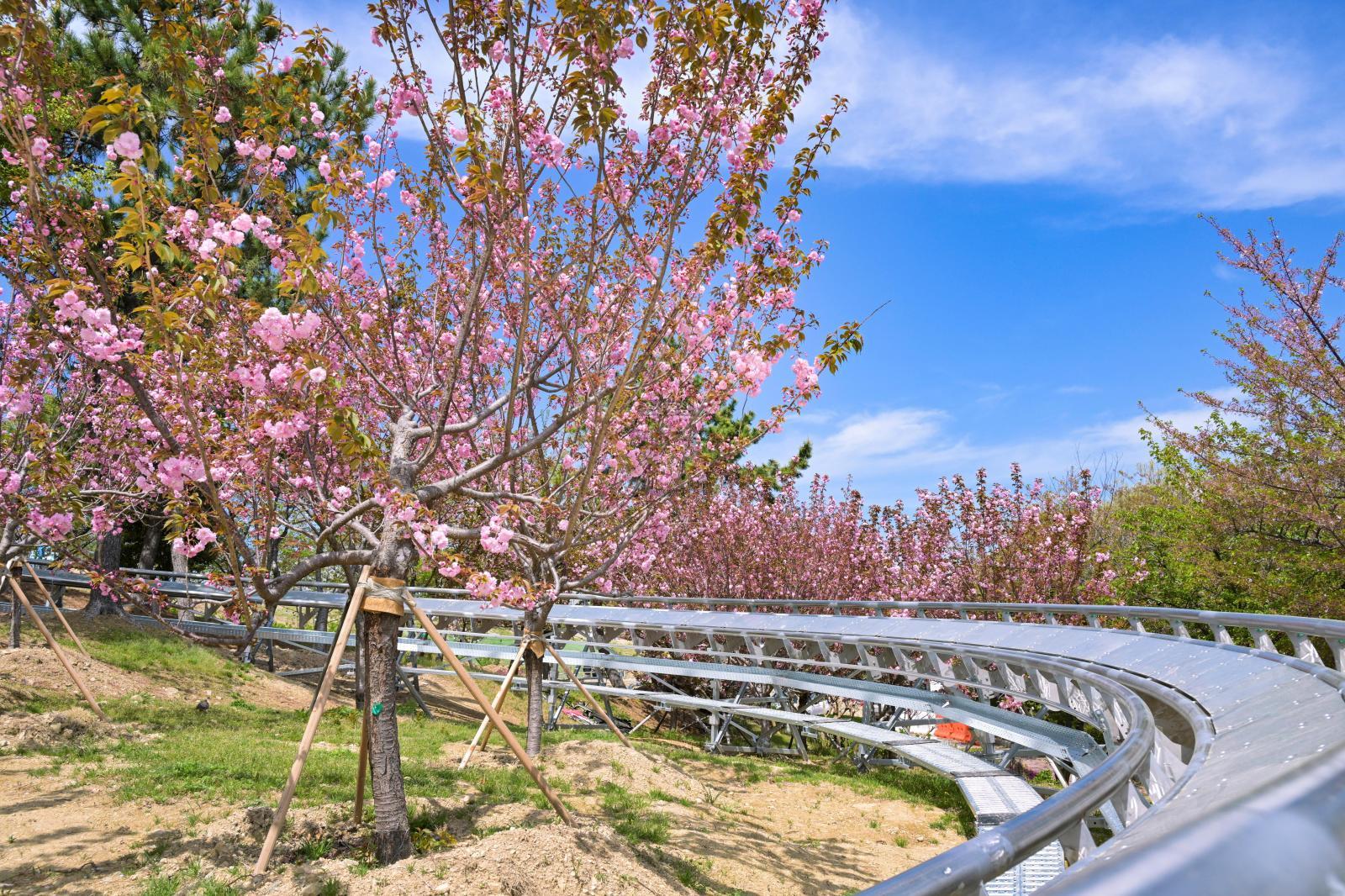 장생포고래문화마을 겹벚꽃 의 사진