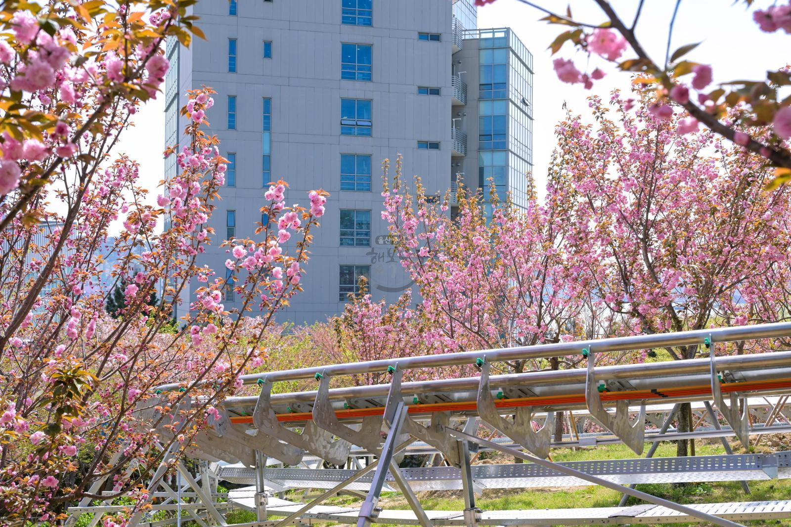 장생포고래문화마을 겹벚꽃 의 사진