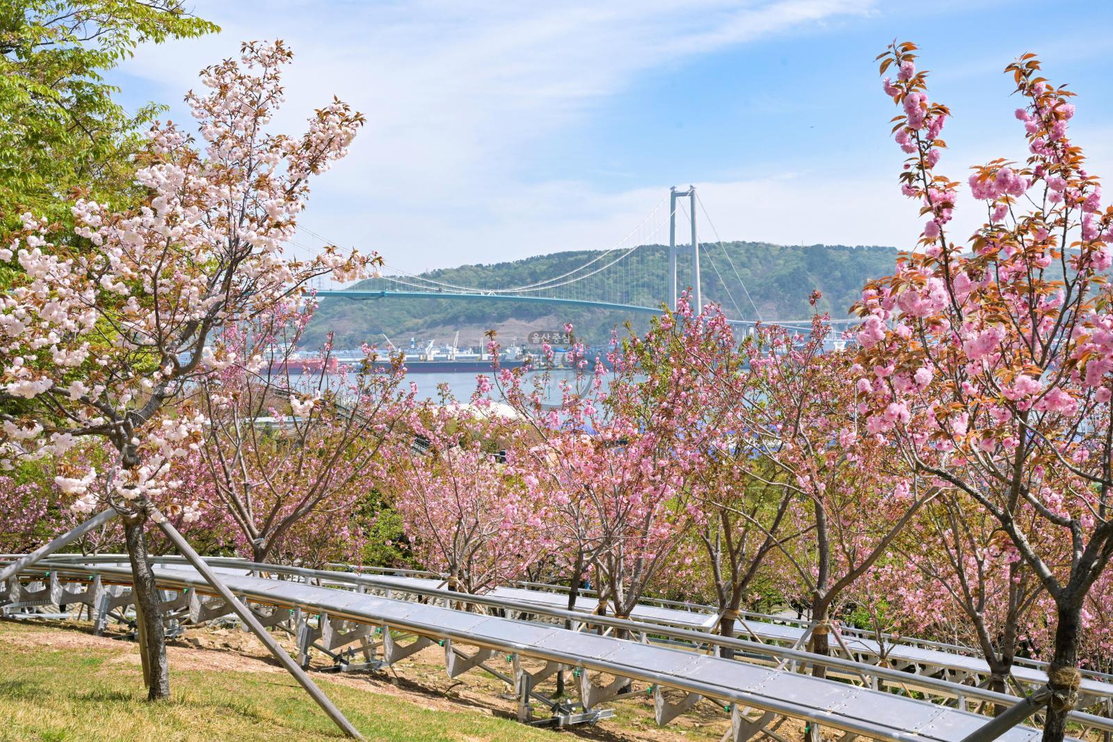 장생포고래문화마을 겹벚꽃 의 사진