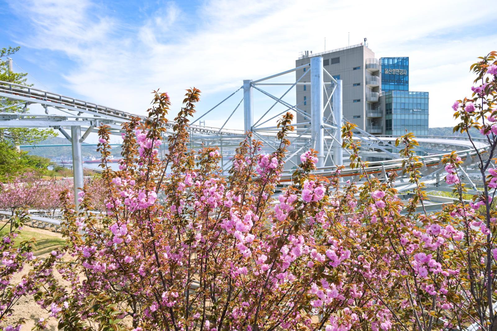 장생포고래문화마을 겹벚꽃 의 사진