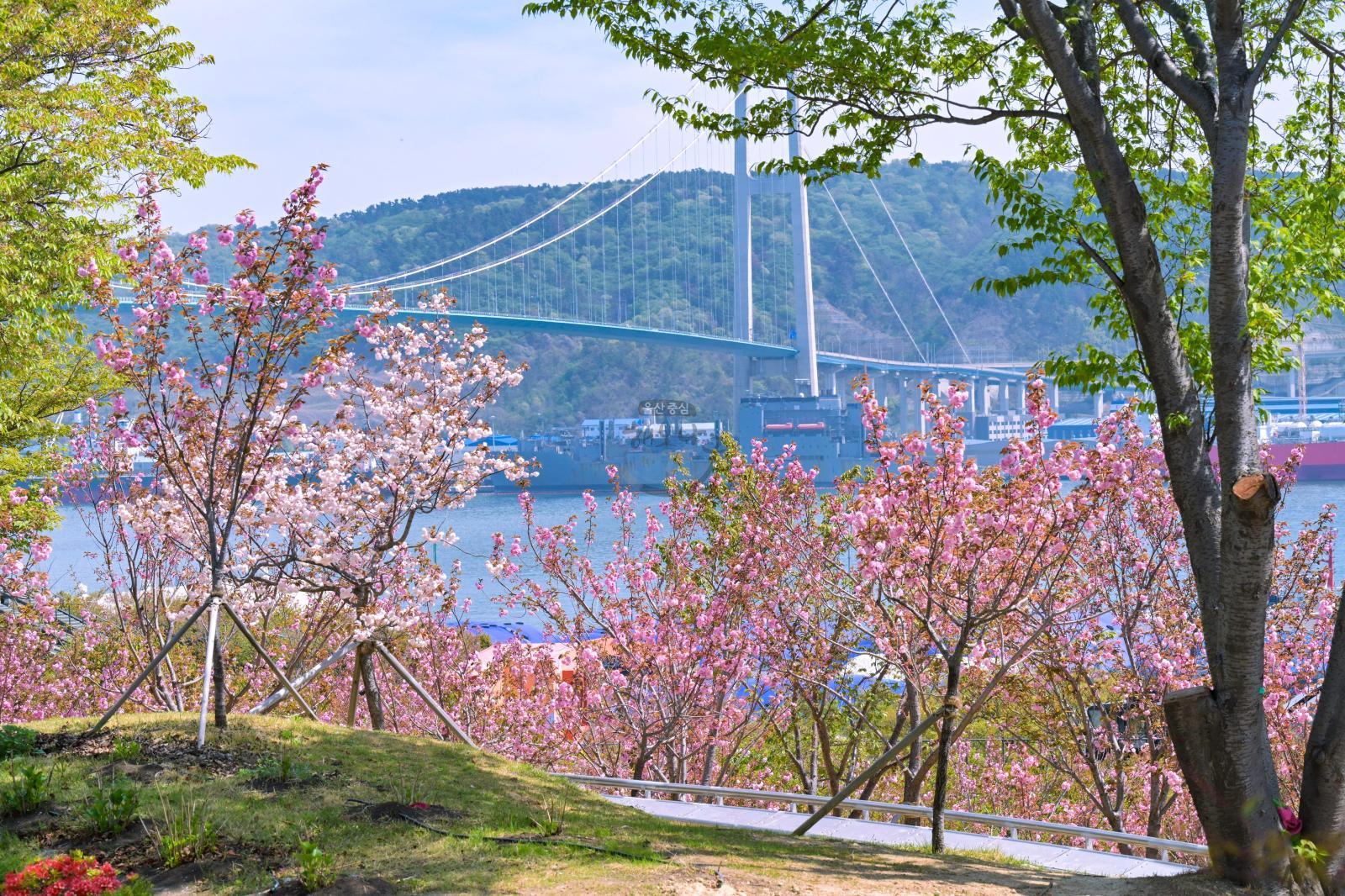 장생포고래문화마을 겹벚꽃 의 사진