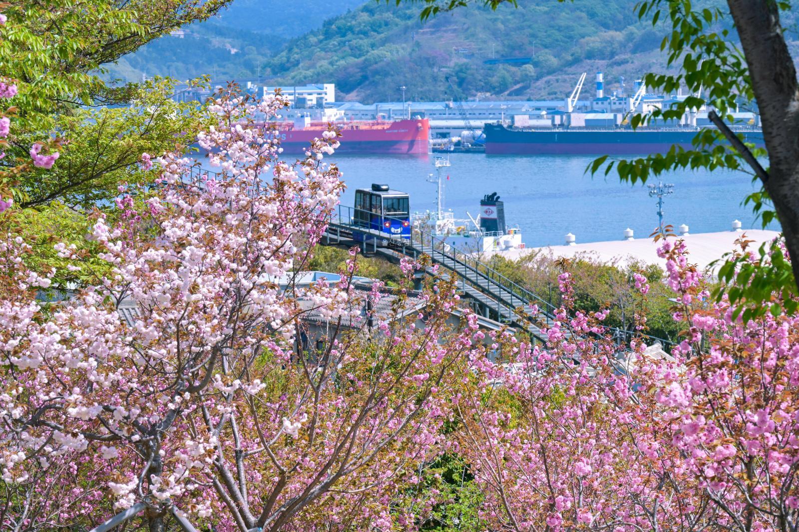 장생포고래문화마을 겹벚꽃 의 사진