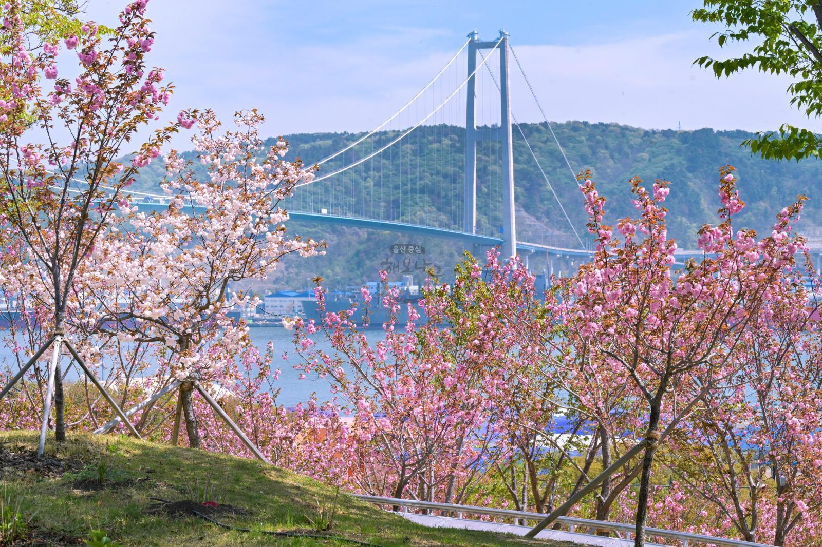 장생포고래문화마을 겹벚꽃 의 사진