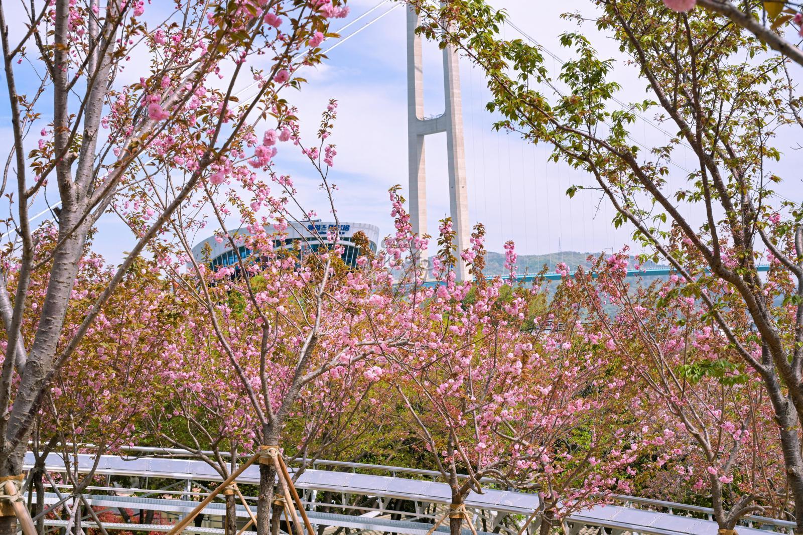 장생포고래문화마을 겹벚꽃 의 사진