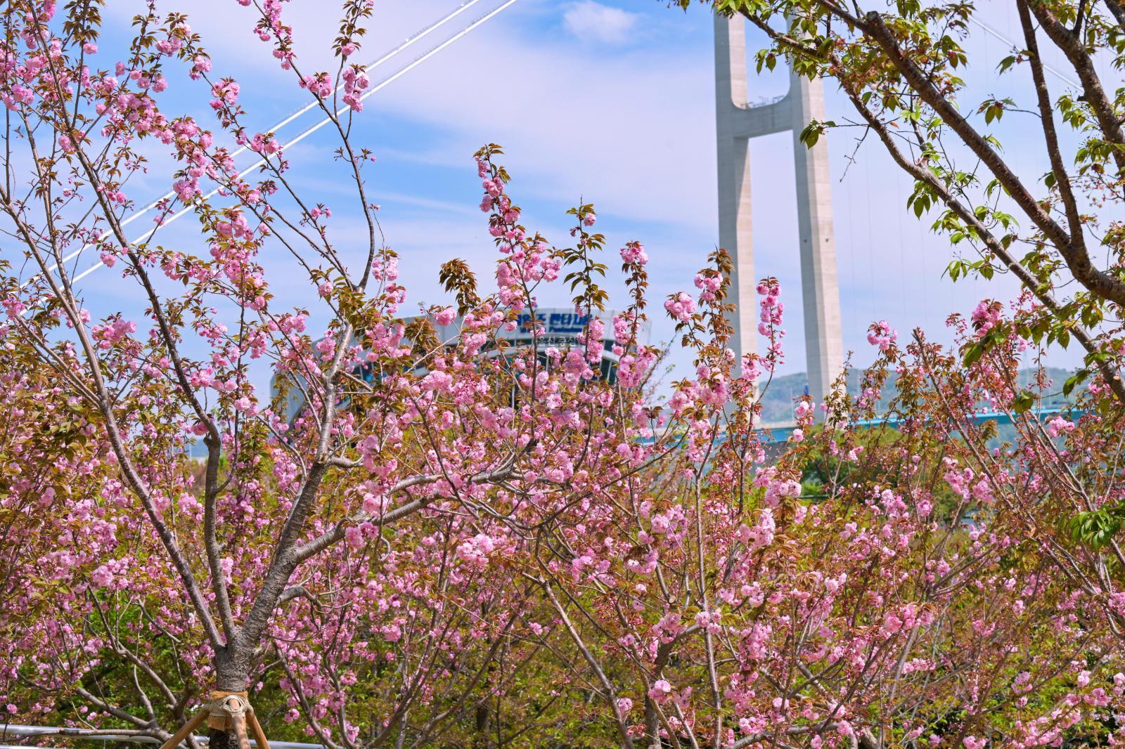 장생포고래문화마을 겹벚꽃 의 사진