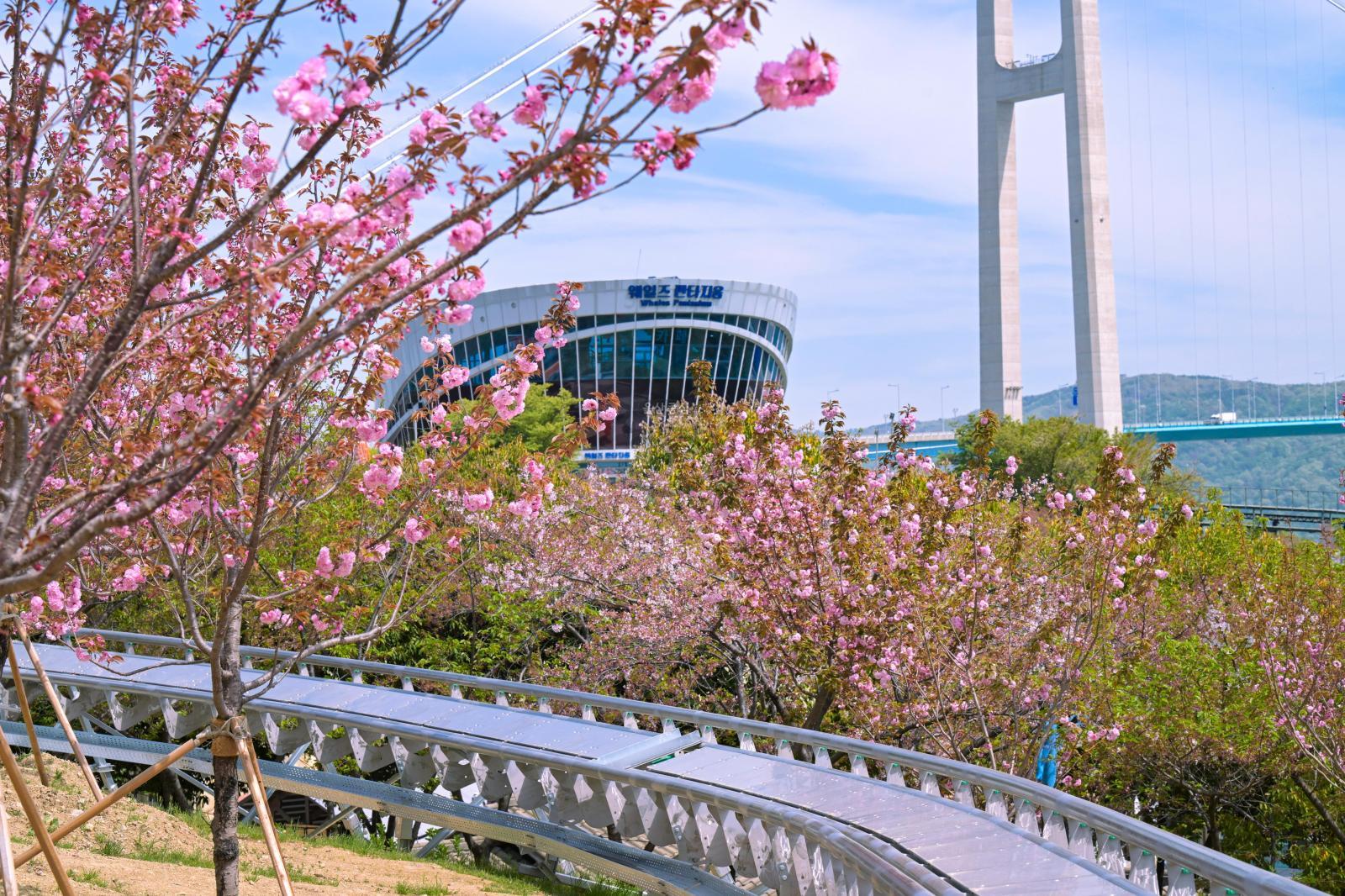 장생포고래문화마을 겹벚꽃 의 사진