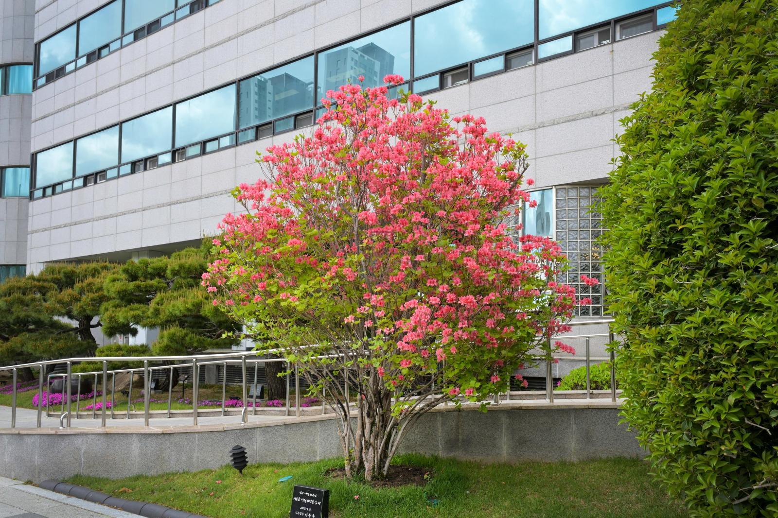 남구청 개청40주년 기념식수 '제주참꽃' 의 사진