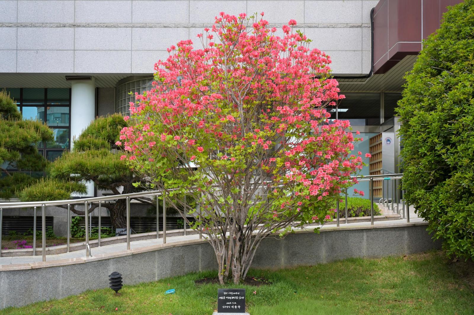 남구청 개청40주년 기념식수 '제주참꽃' 의 사진