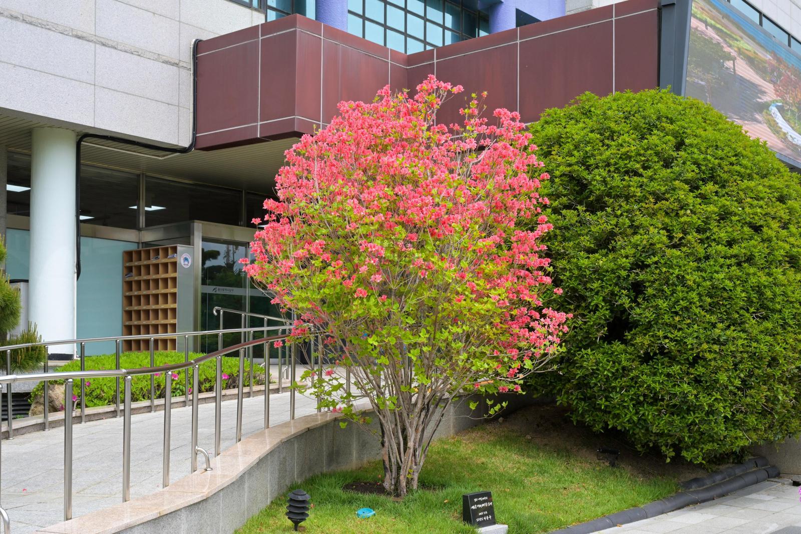 남구청 개청40주년 기념식수 '제주참꽃' 의 사진