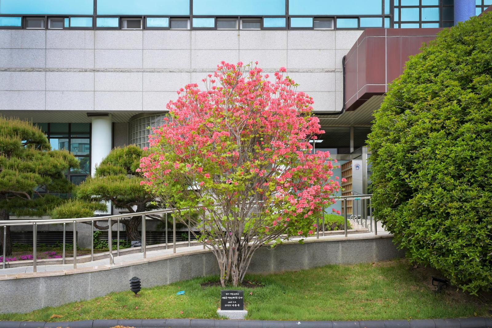 남구청 개청40주년 기념식수 '제주참꽃' 의 사진