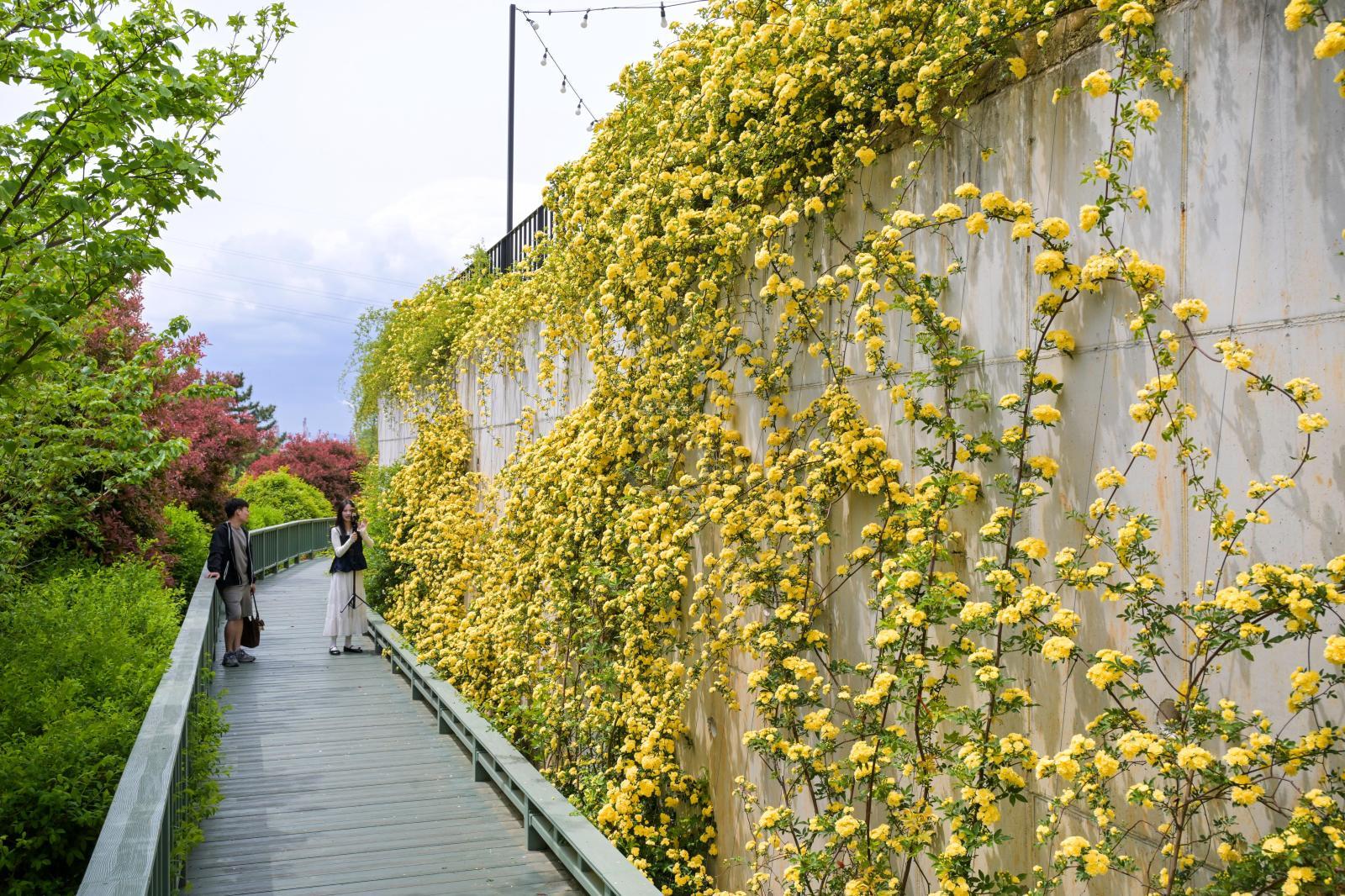 목향장미 (고래문화마을) 의 사진