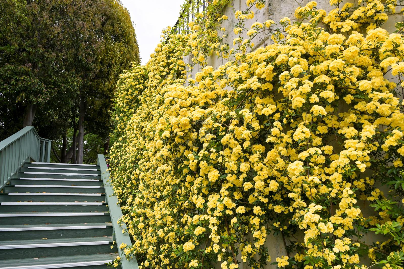 목향장미 (고래문화마을) 의 사진