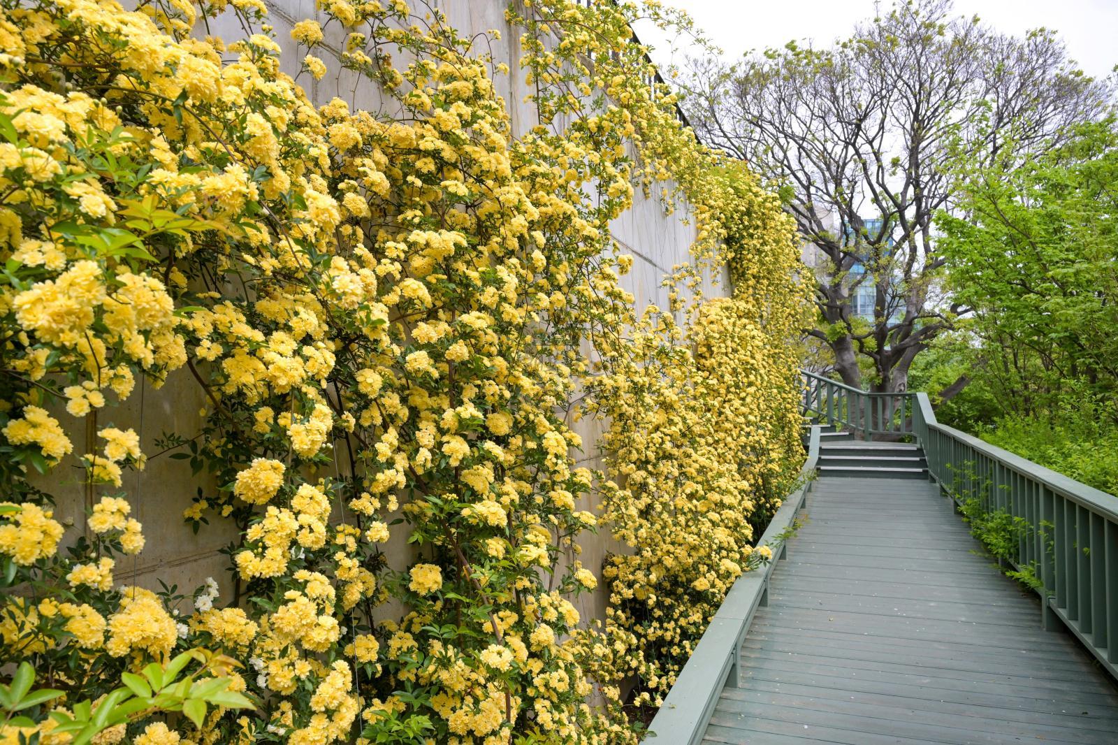 목향장미 (고래문화마을) 의 사진