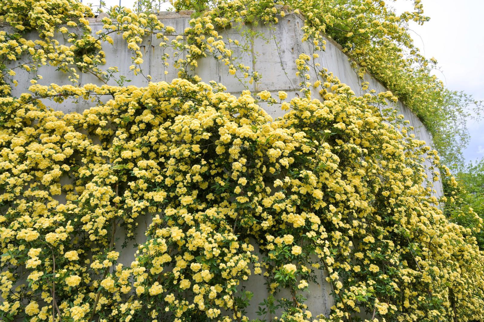 목향장미 (고래문화마을) 의 사진