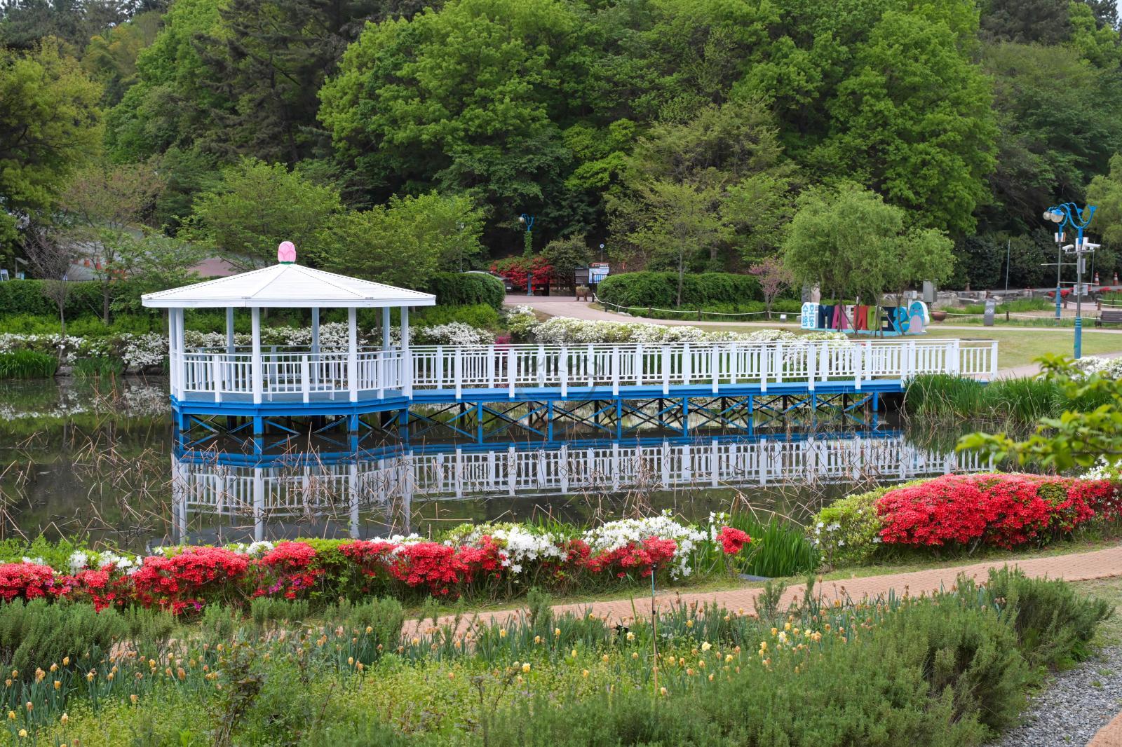 선암호수공원 제2연꽃지 (영산홍) 의 사진