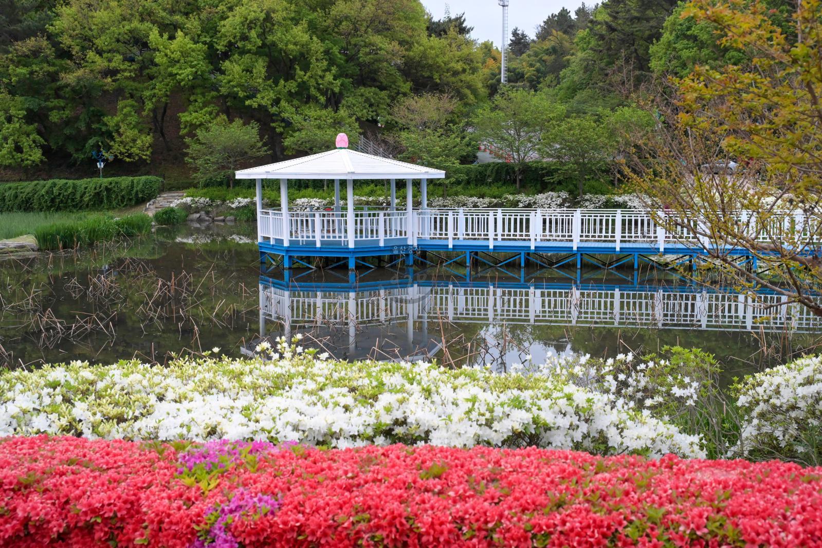 선암호수공원 제2연꽃지 (영산홍) 의 사진
