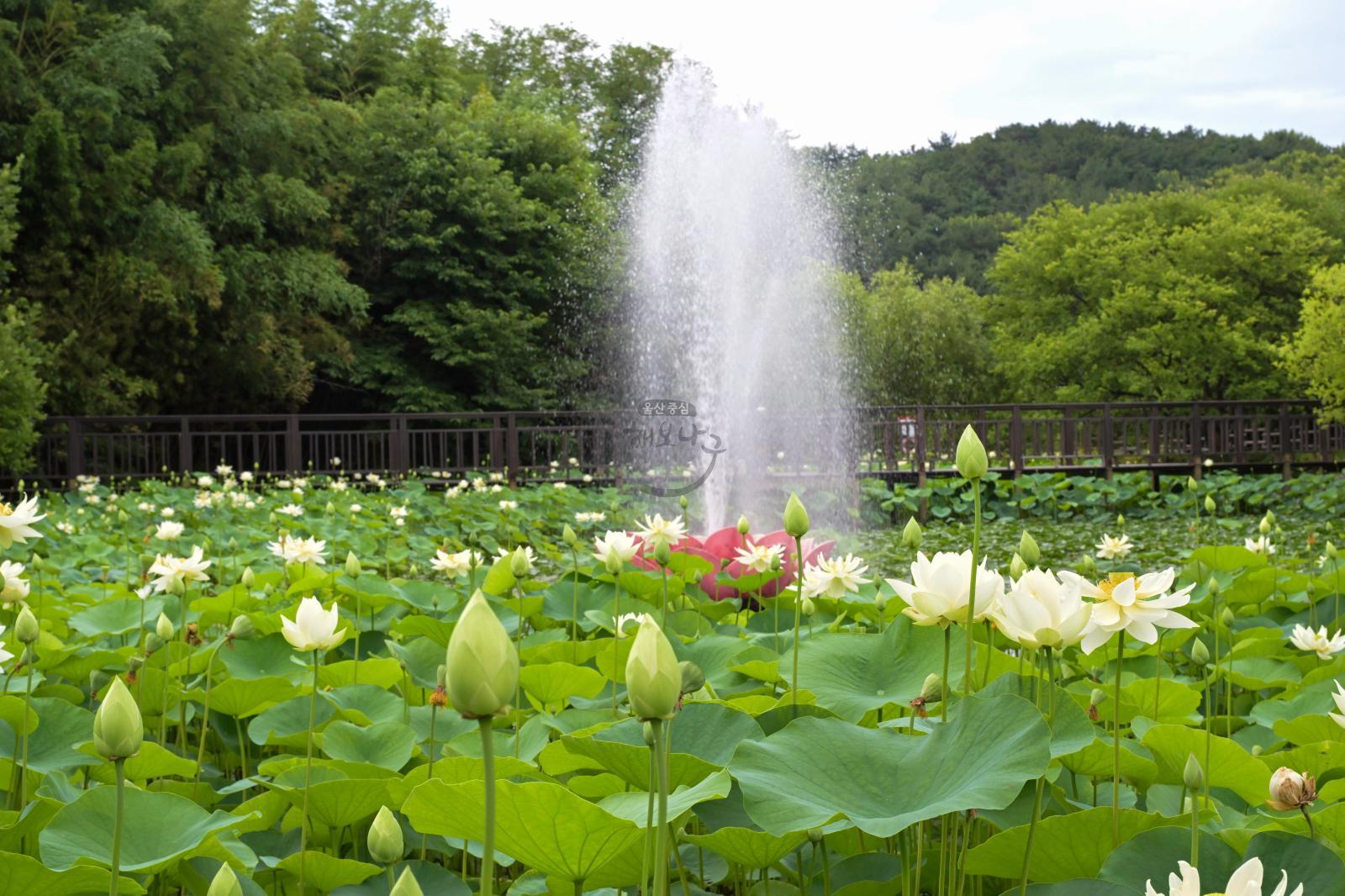 선암호수공원 연꽃지 의 사진
