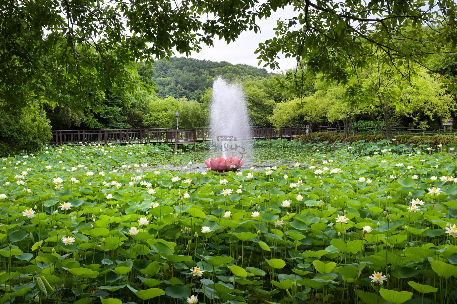 선암호수공원 연꽃지 의 사진
